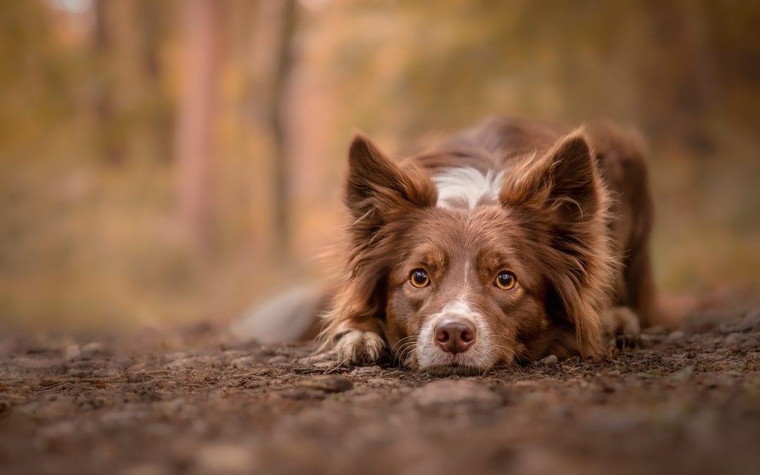 FULL Dog Photography Tutorial That Photography