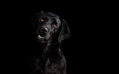 How to photograph a dog on a black background (Studio)