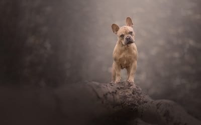 How to photograph dogs on leads for easy editing