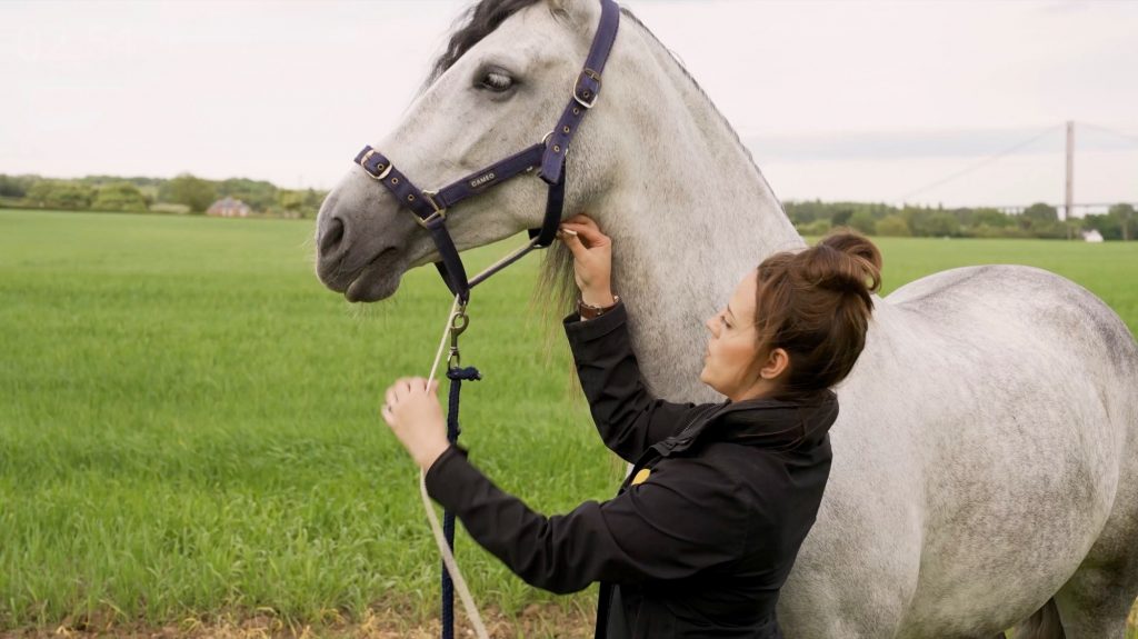How to make an Equine Photo Halter